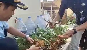 Aparatur Kelurahan Duren Mekar Panen Pangan, dari Cabai hingga Kacang Tanah