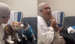 Viral Kucing Prabowo Bobby Kertanegara Kena Tampar Pororo, Netizen Dibuat Terbahak Liat Aksinya