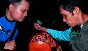 Siapa Septian Andriki? Ini Sosok Aktivis Bengkulu yang Berhasil Temukan Rafflesia Hasseltii di Hutan Sumatera