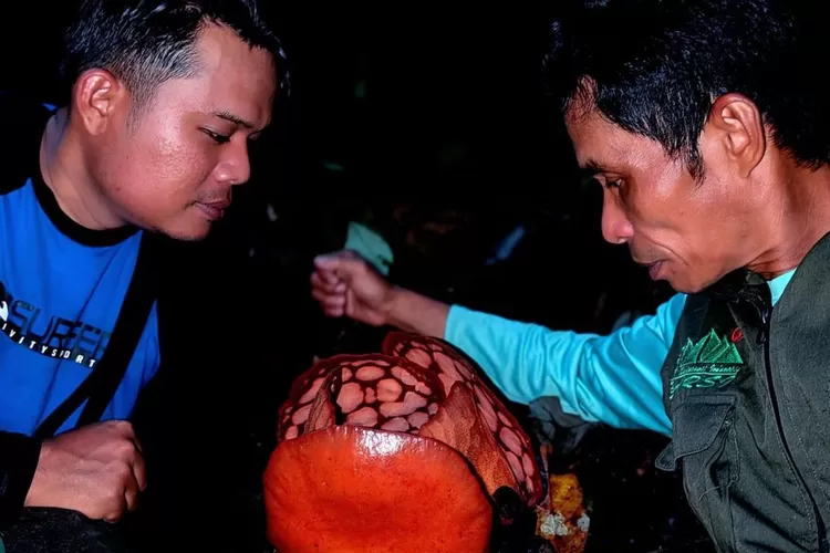 Septian Andriki, Aktivis Bengkulu yang Berhasil Temukan Rafflesia Hasseltii di Hutan Sumatera.