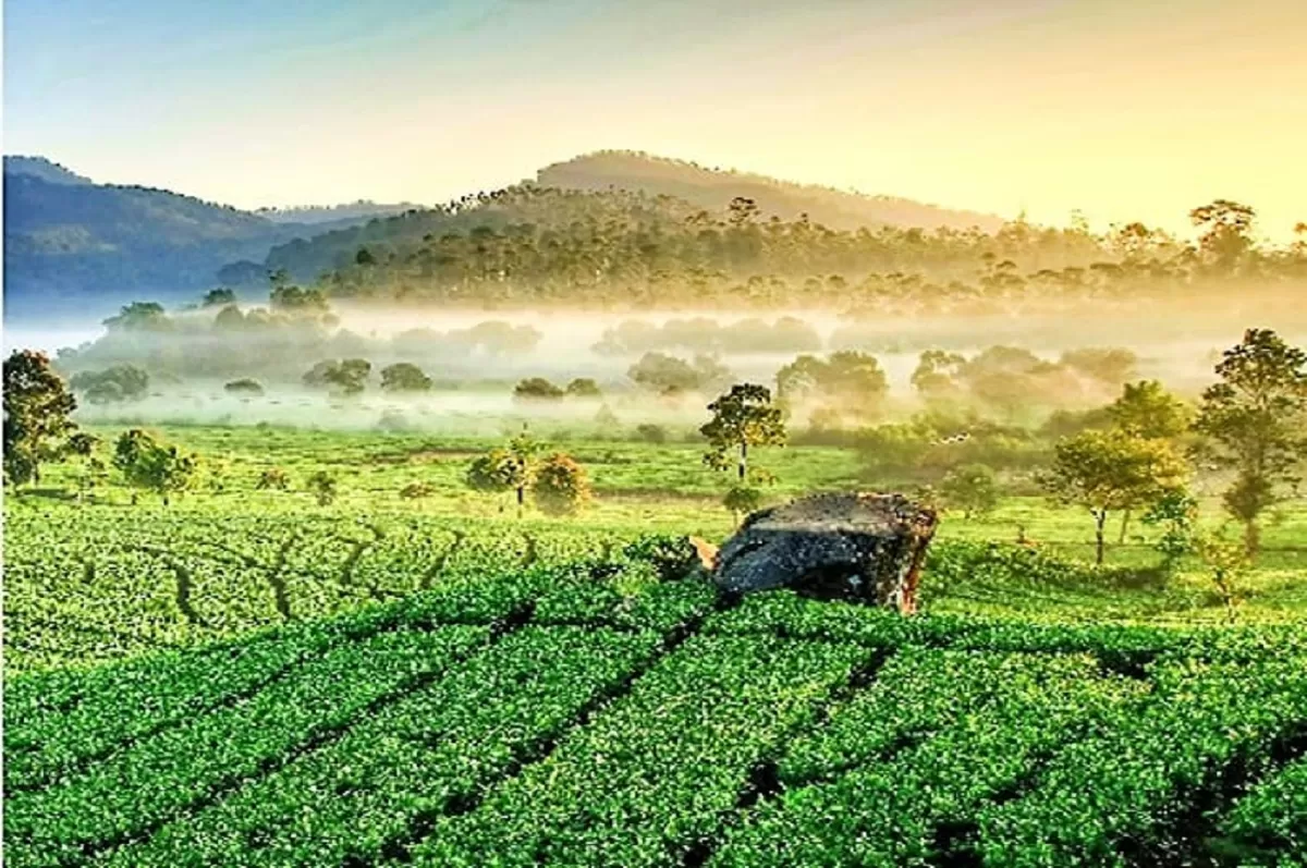 Potret destinasi wisata alam bernuansa pedesaan yang menawarkan panorama hamparan perkebunan teh serta udara sejuk pegunungan. (YouTube Life Experience Channel )