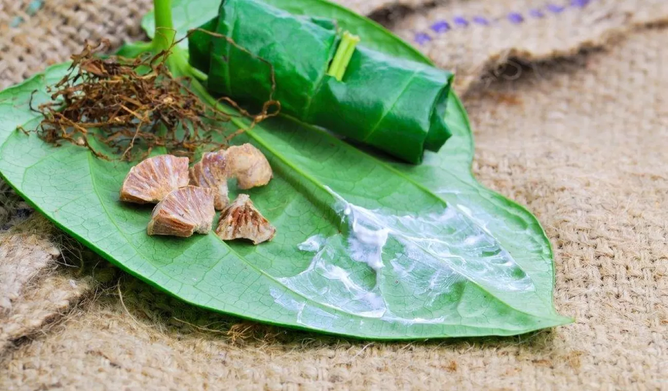 TRADISI: Nyirih atau nginang ternyata bisa sebabkan kanker mulut. (Universitas Airlangga)