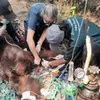 Tragedi Asap di Ketapang, Orangutan Sempurna Gugur Usai Berjuang Melawan Sesak