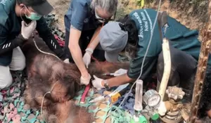 Tragedi Asap di Ketapang, Orangutan Sempurna Gugur Usai Berjuang Melawan Sesak