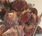 Polsek Batu Hampar Tangkap Pencuri 15 Tandan Buah Sawit Warga