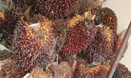 Polsek Batu Hampar Tangkap Pencuri 15 Tandan Buah Sawit Warga