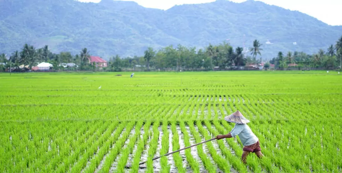 Ilustrasi Sawah - Bupati Sujiwo Dorong Sinkronisasi Data Sawah di Kabupaten Kubu Raya agar Perizinan dan Investasi Tak Terhambat (dio-tv.com)