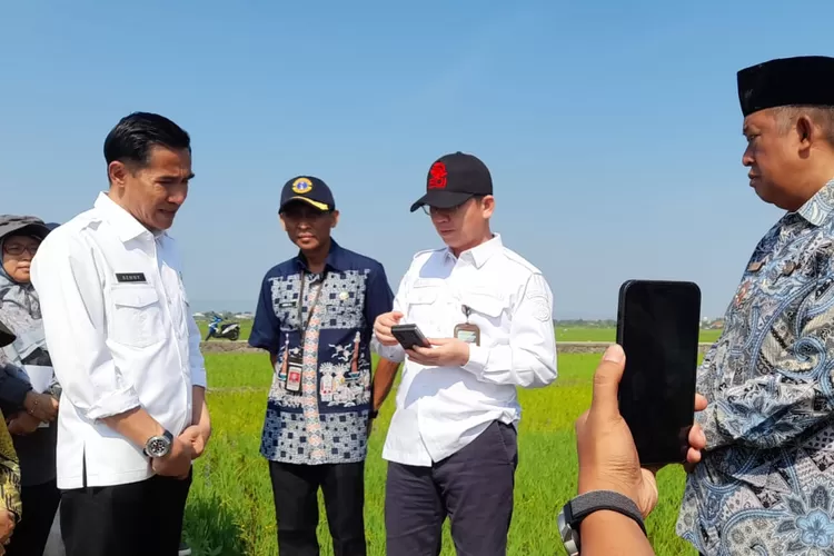 Dirjen tanaman pangan Kementan RI saat meninjau lahan sawah di Bangunrejo Patebon.  (edi prayitno/kontributor kendal)