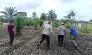 Dukung Swasembada Pangan, Polsek Kunto Darussalam Intensif Pantau Lahan Jagung Pipil