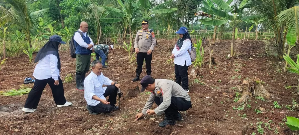 Polsek Bojongpicung Cianjur menanam Jagung Hibrida. (FOTO: Ist)