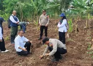 Polsek Bojongpicung Cianjur Dorong Ketahanan Pangan Lewat Penanaman Jagung Hibrida
