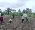 Polsek Kunto Darussalam Bersama Petani Kompak Rawat Jagung Demi Swasembada Pangan