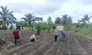 Polsek Kunto Darussalam Bersama Petani Kompak Rawat Jagung Demi Swasembada Pangan