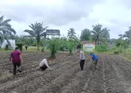 Polsek Kunto Darussalam Bersama Petani Kompak Rawat Jagung Demi Swasembada Pangan