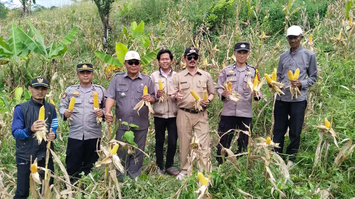 Polsek Warungkondang Cianjur panen 6 ton jagung hibrida di Gekbrong. (FOTO: Ist)