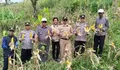 Dukung Ketahanan Pangan, Polsek Warungkondang Cianjur Panen 6 Ton Jagung Hibrida di Gekbrong