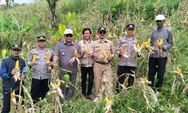 Dukung Ketahanan Pangan, Polsek Warungkondang Cianjur Panen 6 Ton Jagung Hibrida di Gekbrong