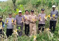 Dukung Ketahanan Pangan, Polsek Warungkondang Cianjur Panen 6 Ton Jagung Hibrida di Gekbrong