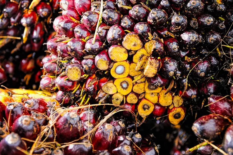 No Bukan Landak Ini Daerah Penghasil Kelapa Sawit Terbesar Di