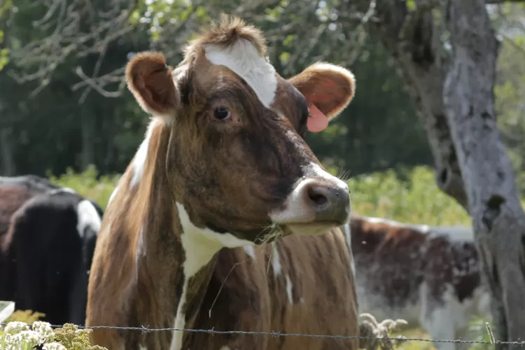 Inilah Keunggulan Kulit Sapi Untuk Produk Tekstil Selain Tahan Lama