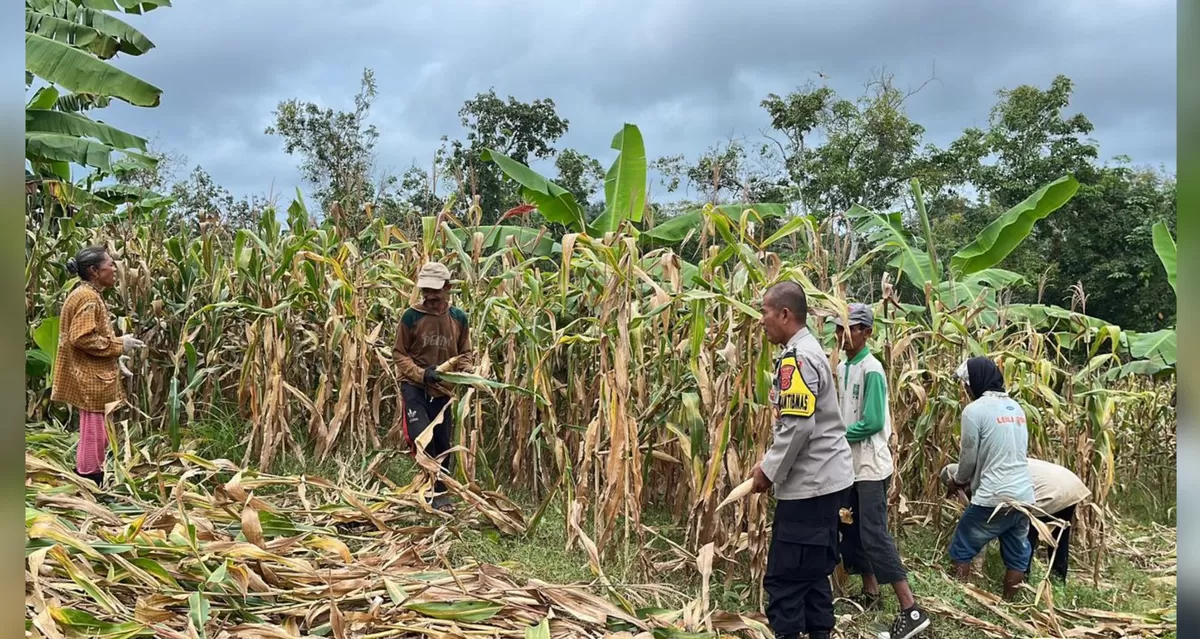 Polsek Agrabinta dan Kelompok Tani di Cianjur panen 5 ton jagung hibrida. (FOTO: Ist)