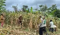 Dukung Ketahanan Pangan, Polsek Agrabinta dan Kelompok Tani di Cianjur Panen 5 Ton Jagung Hibrida