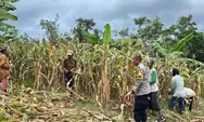 Dukung Ketahanan Pangan, Polsek Agrabinta dan Kelompok Tani di Cianjur Panen 5 Ton Jagung Hibrida