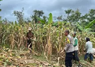 Dukung Ketahanan Pangan, Polsek Agrabinta dan Kelompok Tani di Cianjur Panen 5 Ton Jagung Hibrida