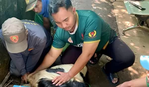 Kelurahan Tugu Depok Catat Penyembelihan Hewan Kurban Tahun Ini Capai 1.429 Kambing dan 457 Sapi, Begini Kata Lurah