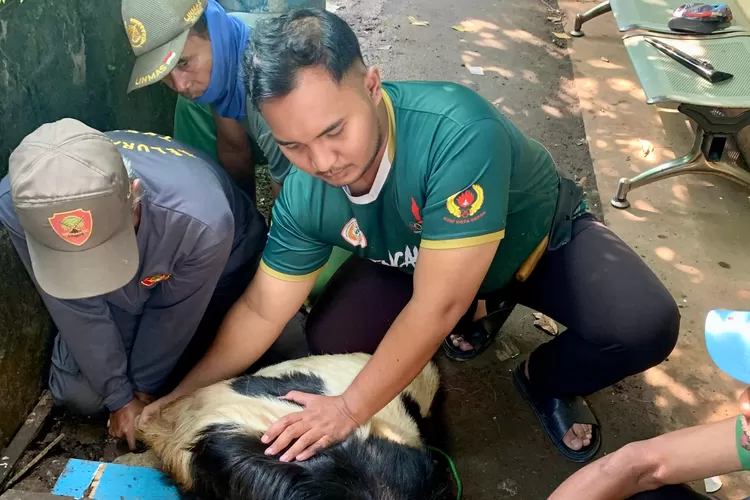 Lurah Tugu, Tri Sakti Anggoro memantau pemotongan hewan kurban di beberapa titik di Kelurahan Tugu, Kecamatan Cimanggis, Kota Depok, Minggu (7/6). (DOKUMEN KELURAHAN TUGU)