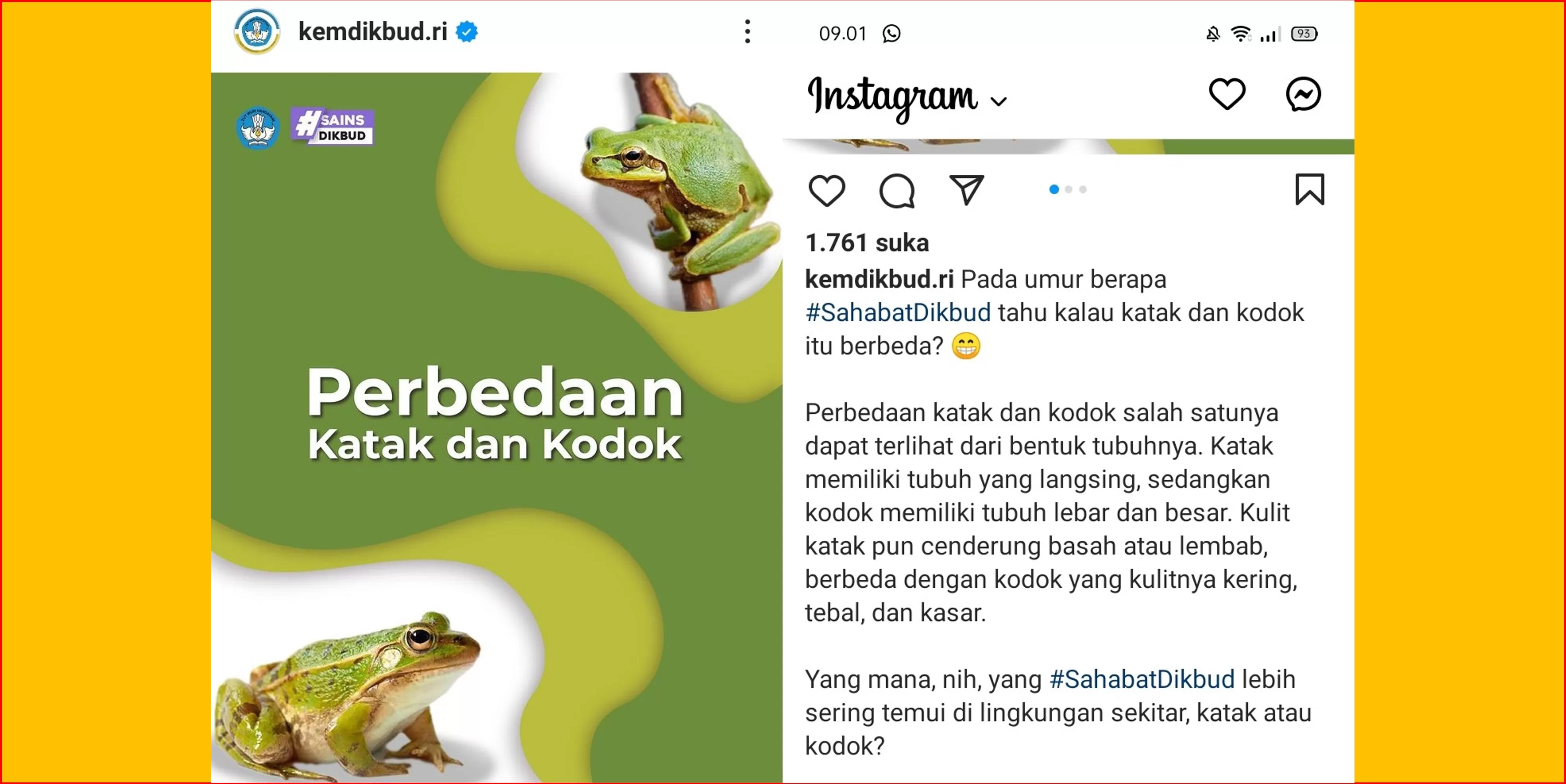 Poster Perbedaan Katak dam Kodok   (Tangkapan layar dari akun Instagram.com/kemdikbud.ri )