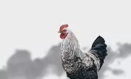 Ramalan Shio Ayam Hari Ini, Kamis 3 Agustus 2023: Wujudkan Tanggung Jawab dalam Hubungan