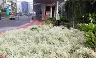 Distamhut Lakukan Penggantian Tanaman Sepanjang Jl Sudirman - Thamrin