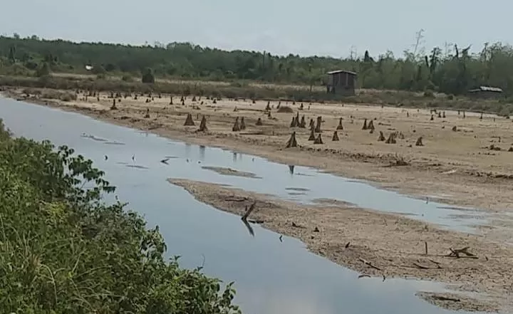 Diduga aktivitas ilegal merusak kawasan hutan Rawa Aopa Watumeohai