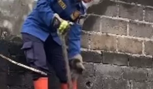 Ular Sanca Berukuran Besar Intai Warga Tugu Depok, Begini Kata Pemilik Rumah