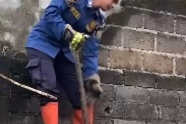 Petugas Dinas Damkar dan Penyelamatan Kota Depok saat mengevakuasi ular berukuran besar di Jalan Jembatan Merah, RT 3/2, Kelurahan Tugu, Kecamatan Cimanggis, Kota Depok, Rabu (29/1). (ISTIMEWA)