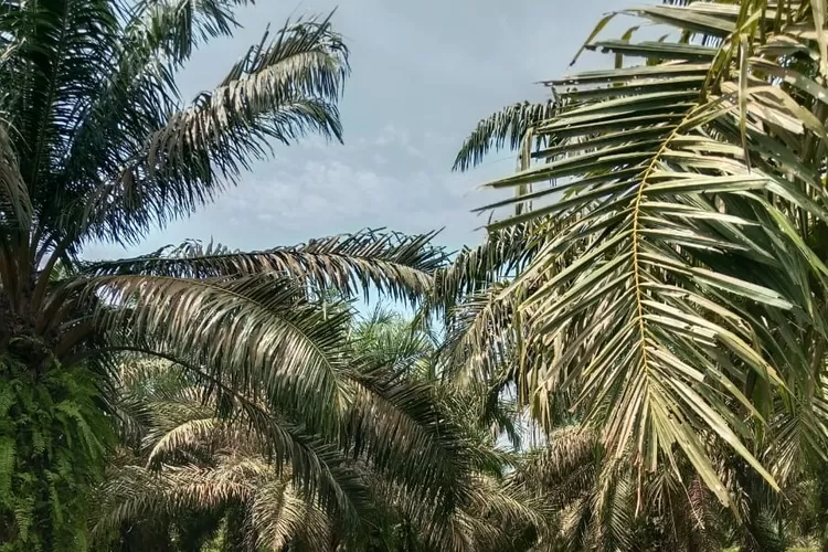 Lahan HGU PTPN1 Regional 1 yang dikuasai kelompok penggarap