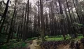 4 Gunung di Bogor yang Cocok Didaki Pemula, Pemandangan Indah dan Jalur Bersahabat
