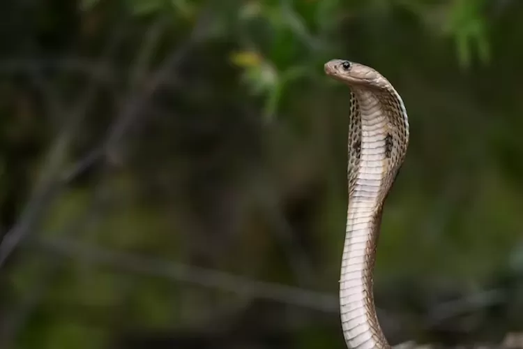 Ular Kobra - Jika kamu bermimpi bertemu dengan ular jenis ini, maka kamu sedang berada dalam bahaya besar (unsplash.com/Nivedh P)
