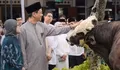 Beda dengan Presiden, Purbaya Beli 2 Sapi Simmetal Pakai Uang Pribadi untuk Disembelih di Hari Raya Idul Adha 2026, Kualitas Hewan Kurban Jadi Sorotan