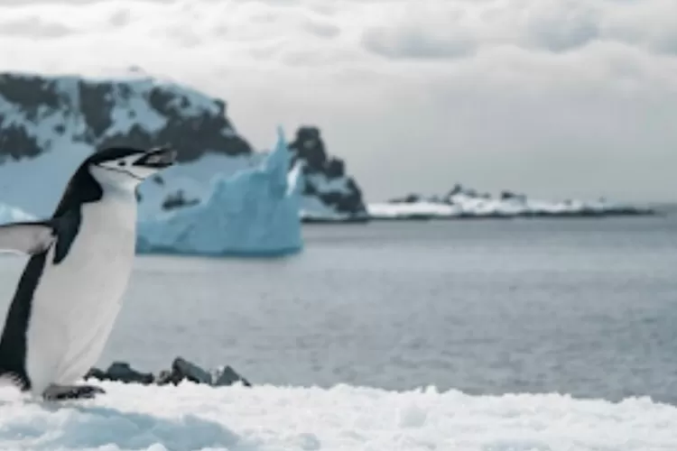 Pulau yang Hanya Dihuni Penguin juga Kena Tarif Dagang Tinggi dari Trump. (Freepik/wirestock)