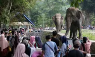 Libur Natal, Taman Margasatwa Ragunan Diserbu Wisatawan