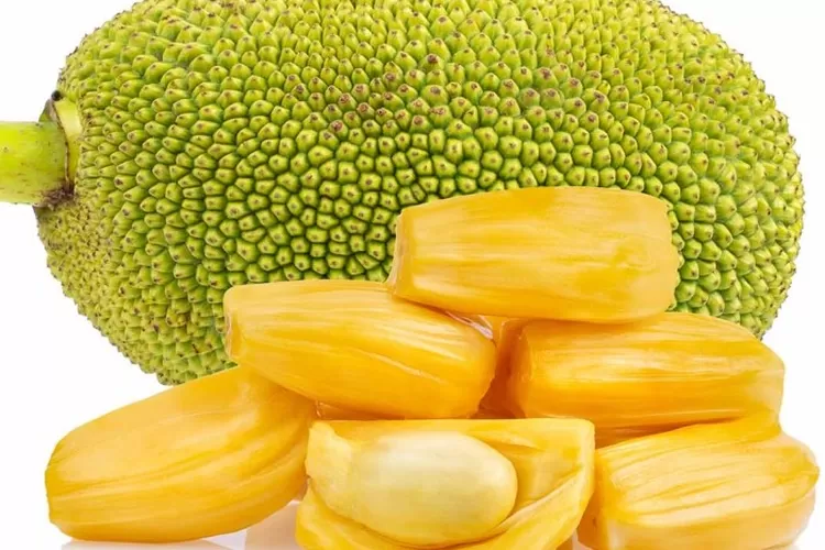 Ini 10 Keunggulan Nangka Madu Cocok Untuk Budidaya Masyarakat Sulsel