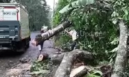 Akses Jalan Utama Curug Bitung Bogor Tersendat Akibat Pohon Tumbang yang Menimpa Tiang Listrik