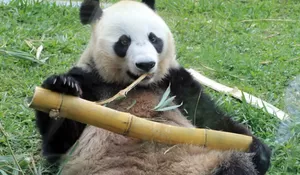 Fakta Unik Giant Panda yang harus Kamu Ketahui, Hanya ada di Taman Safari Bogor