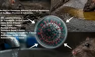 Virus Hantavirus Telah Menyebar di Indonesia, Kemenkes RI Catat 23 Kasus Terinfeksi