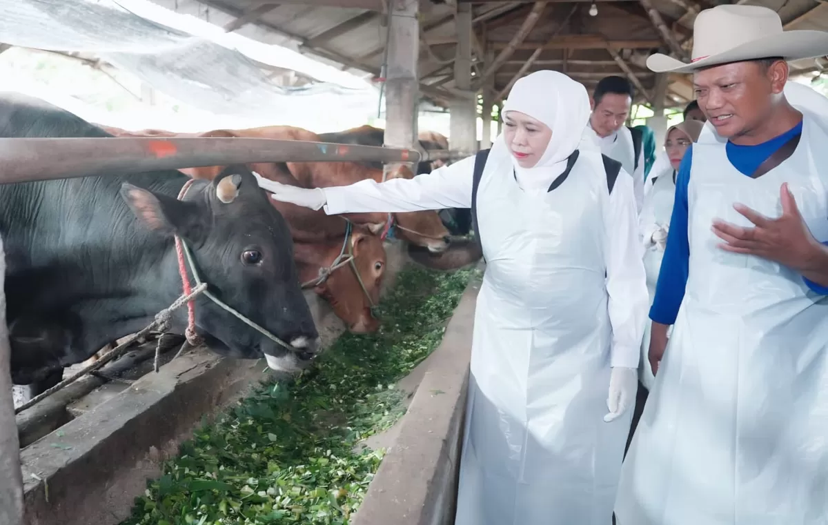 Gubernur Jatim Khofifah Indar Parawansa, saat meninjau peternakan di Kabupaten Lamongan, Minggu (24/6/2026). (Ist).