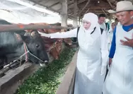 Stok Berlebih, Hewan Kurban di Jatim Dipastikan Kesehatannya Melalui Vaksinasi