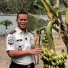 Lapas Takalar Panen Pisang Bersama Warga Binaan untuk Dukung Ketahanan Pangan