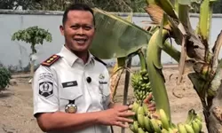 Lapas Takalar Panen Pisang Bersama Warga Binaan untuk Dukung Ketahanan Pangan
